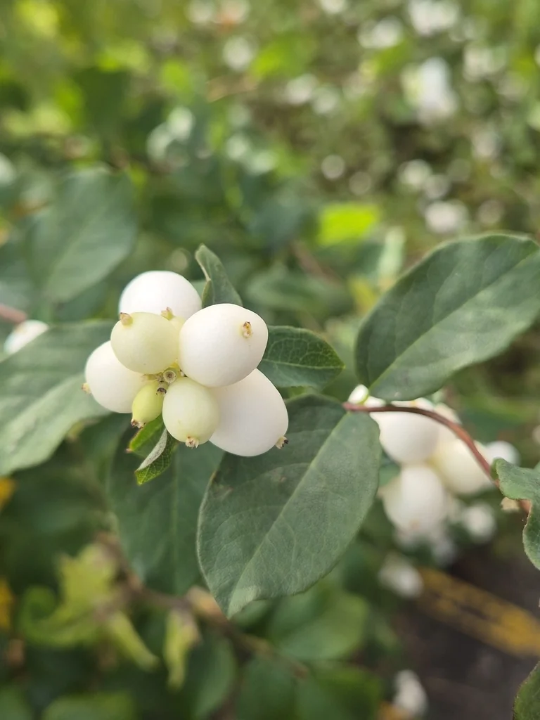 Symphoricarpos Albus