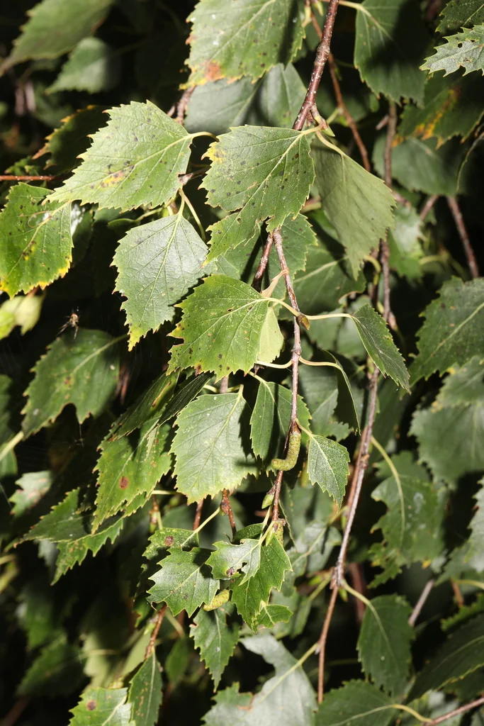 Betula Pendula