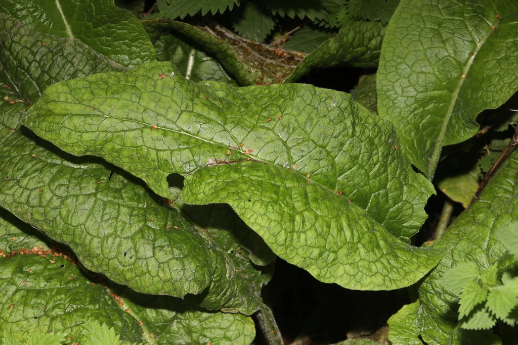 Symphytum Officinale