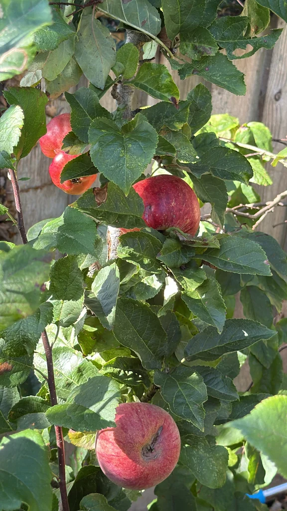 Malus Pumila