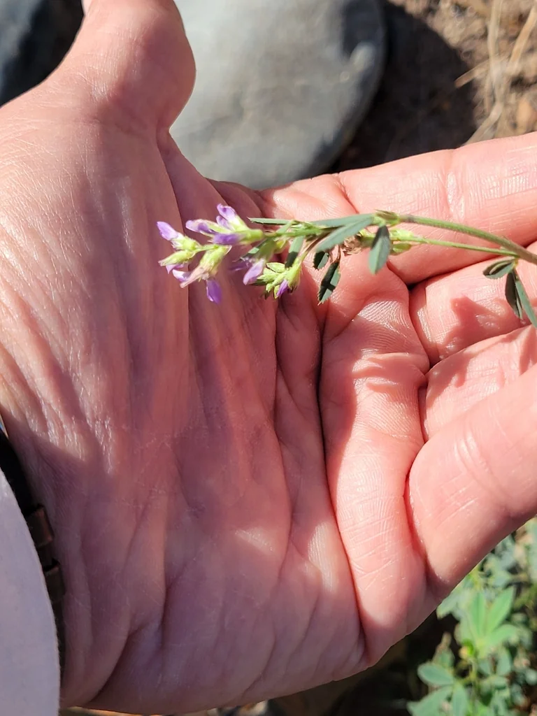 Medicago Sativa