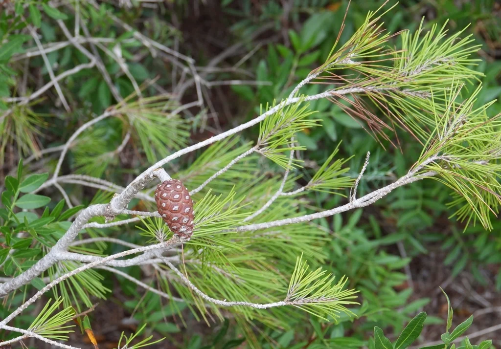 Pinus Halepensis
