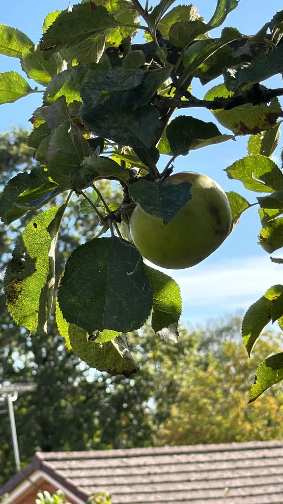 Malus Pumila