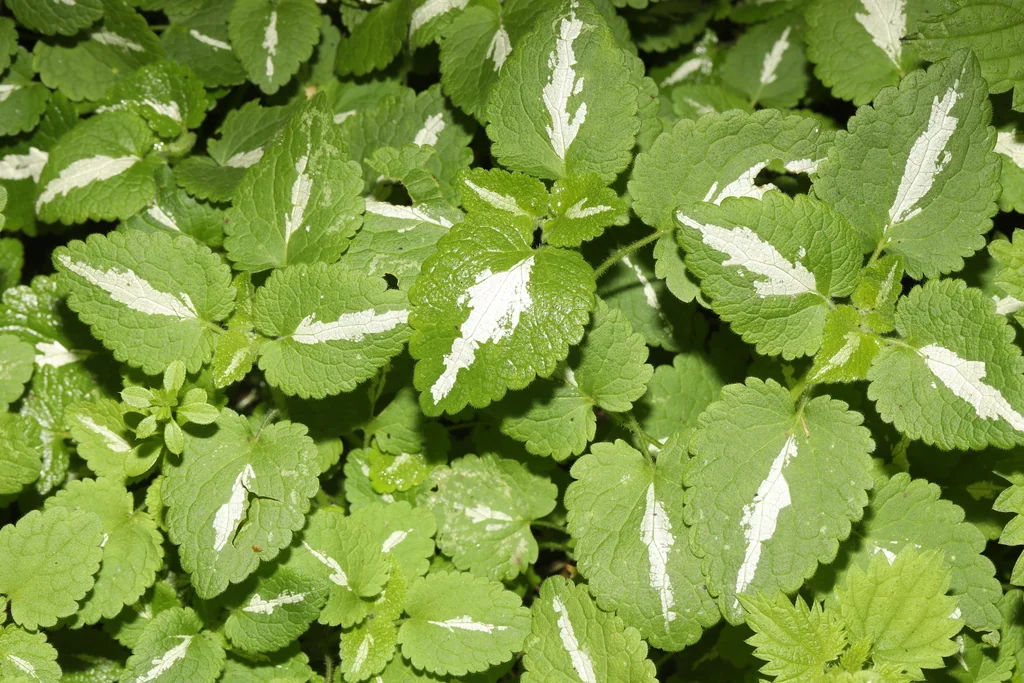 Lamium maculatum