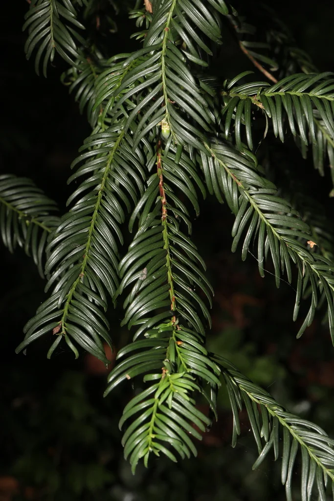 Taxus Baccata