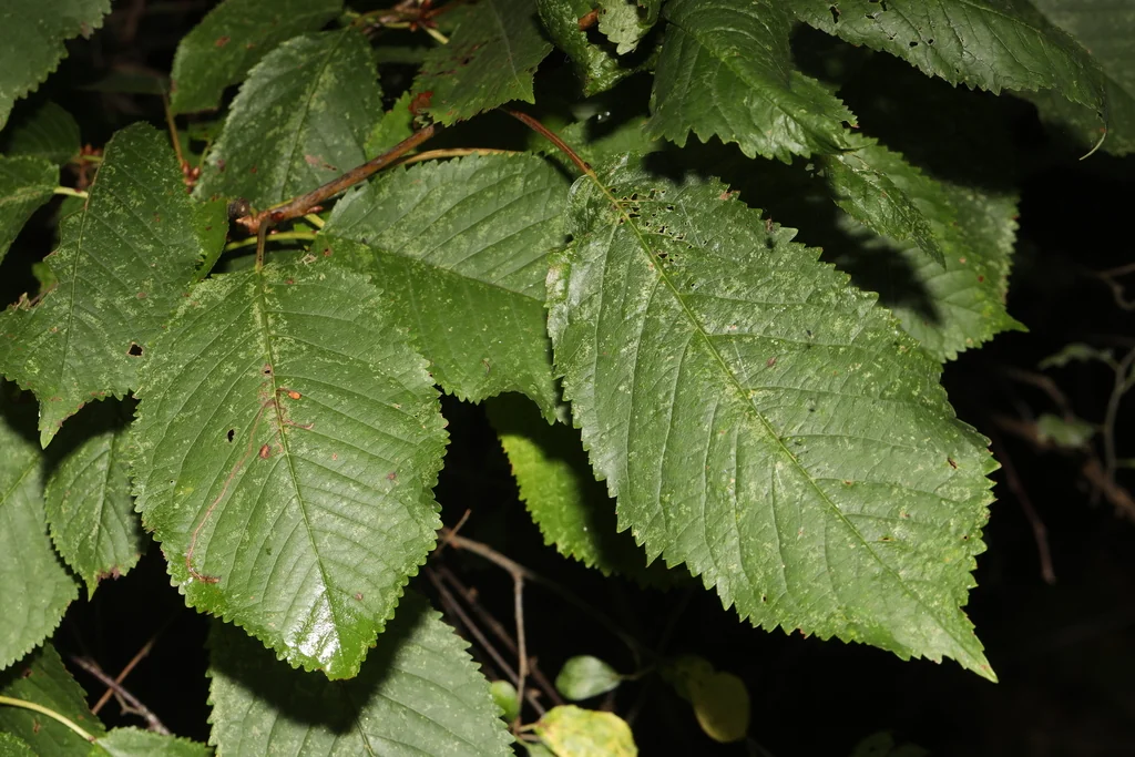 Prunus Avium