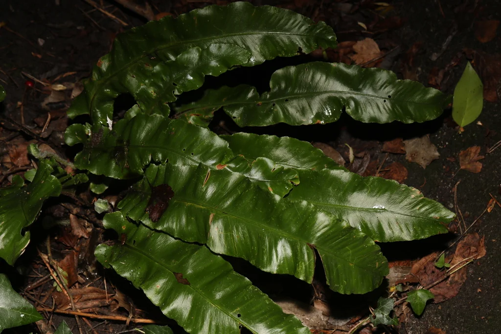 Asplenium Scolopendrium