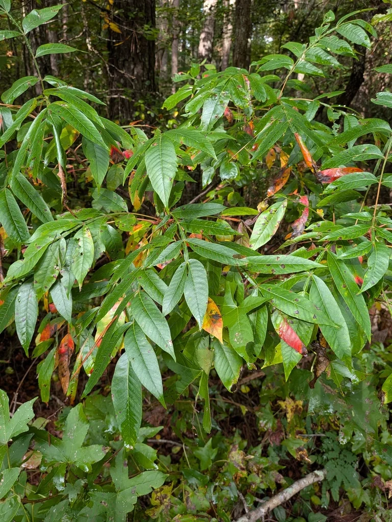 Rhus Copallina