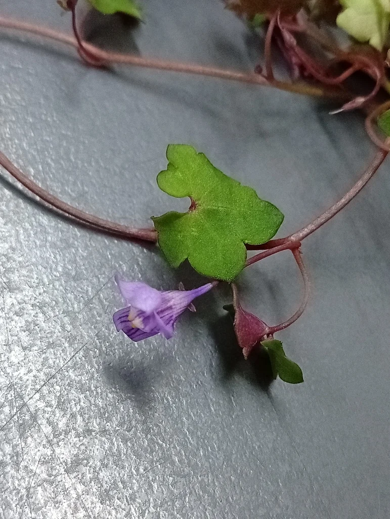 Cymbalaria Muralis