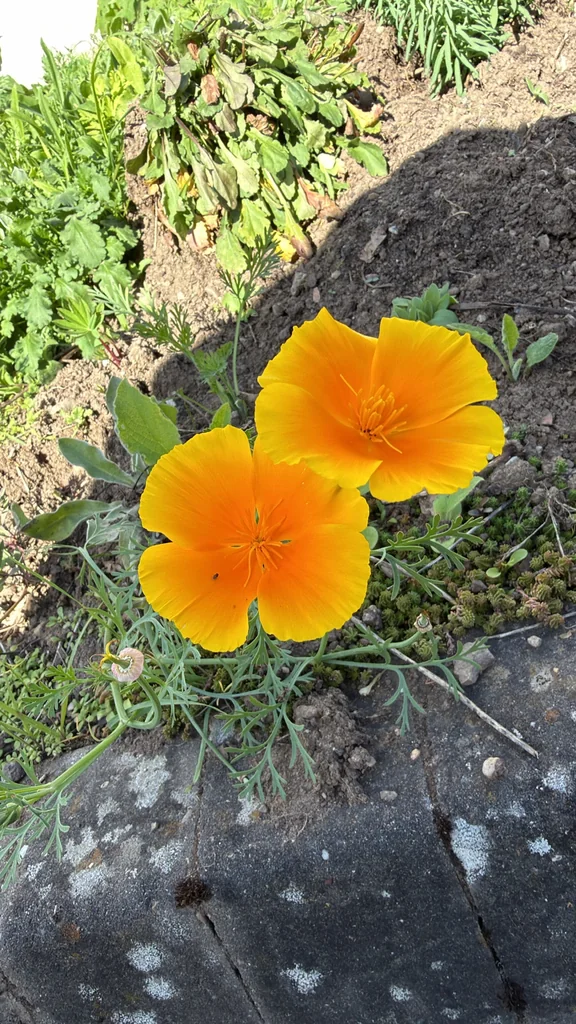Eschscholzia Californica