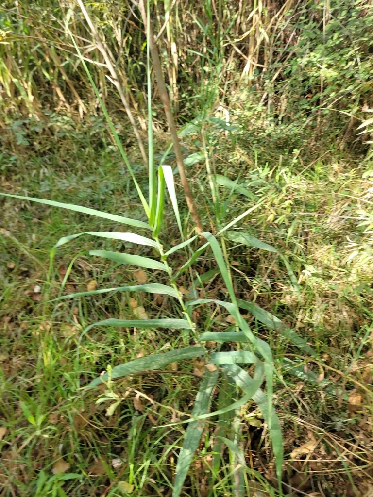 Arundo Donax