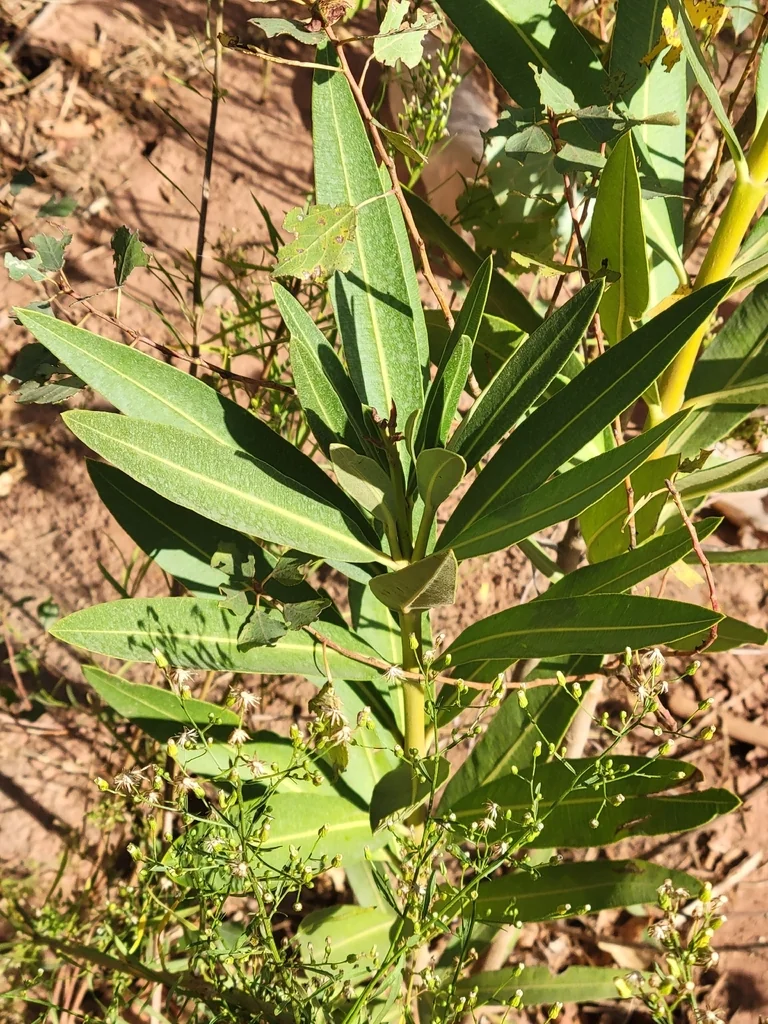 Nerium Oleander