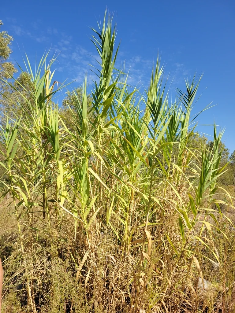 Arundo Donax