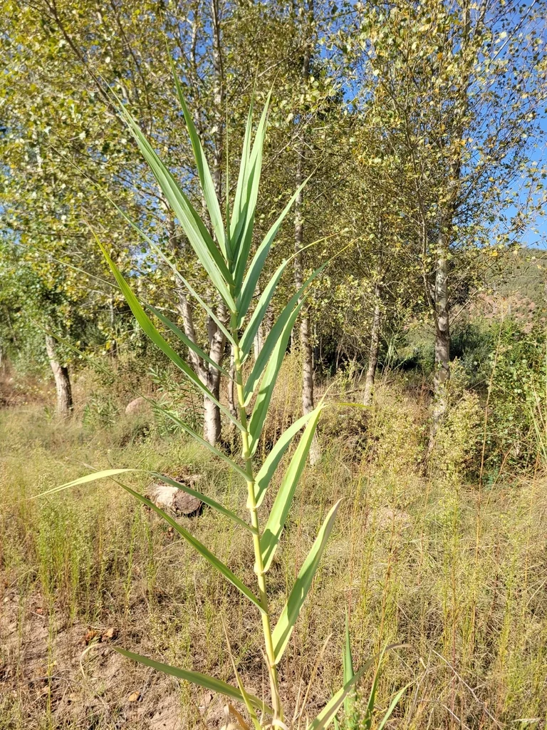 Arundo Donax