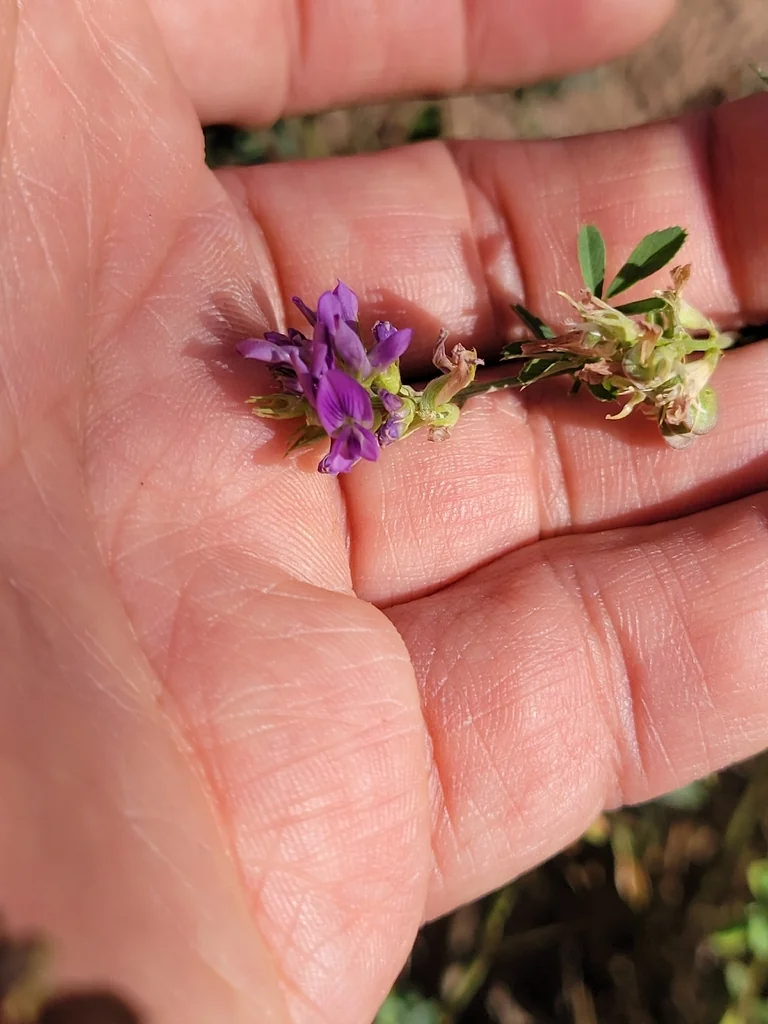 Medicago Sativa