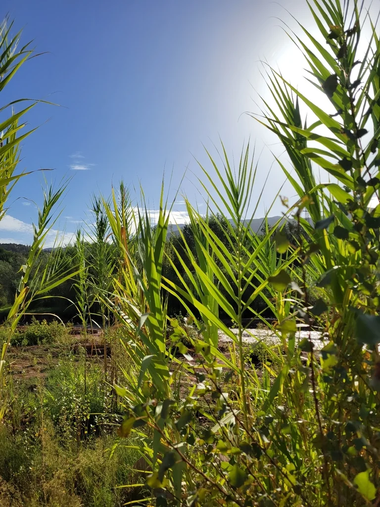 Arundo Donax