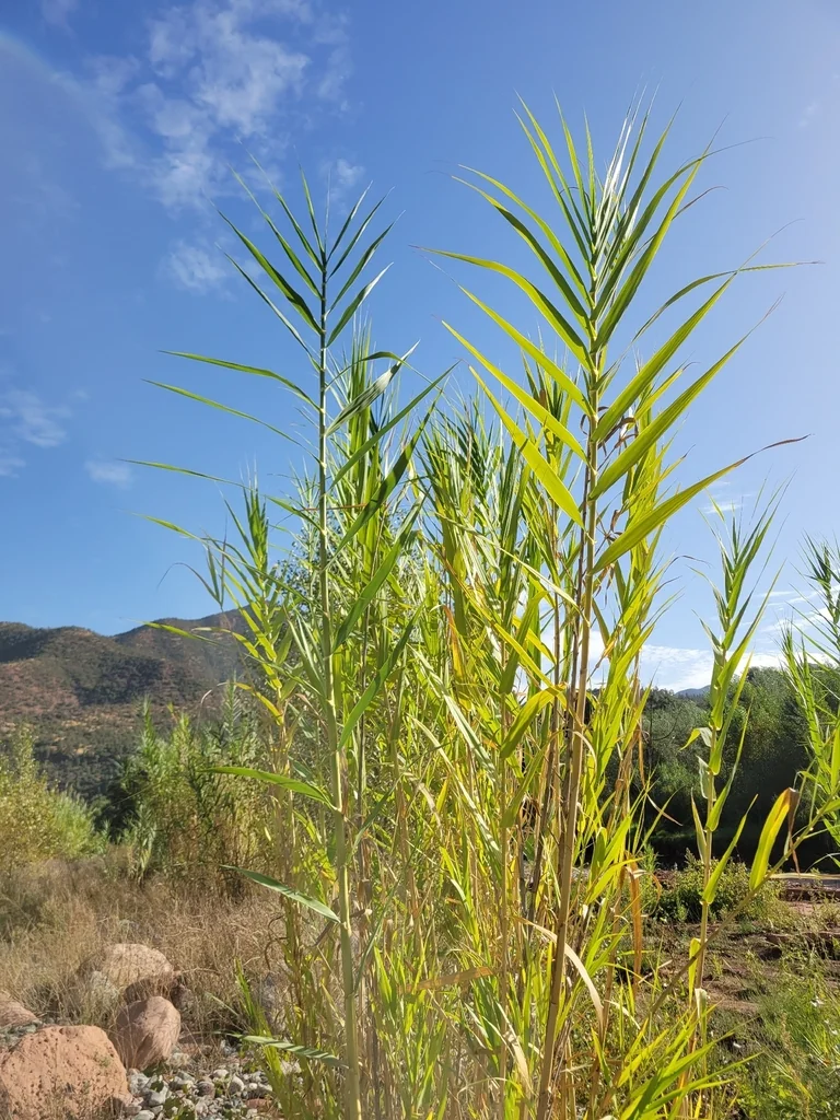 Arundo Donax