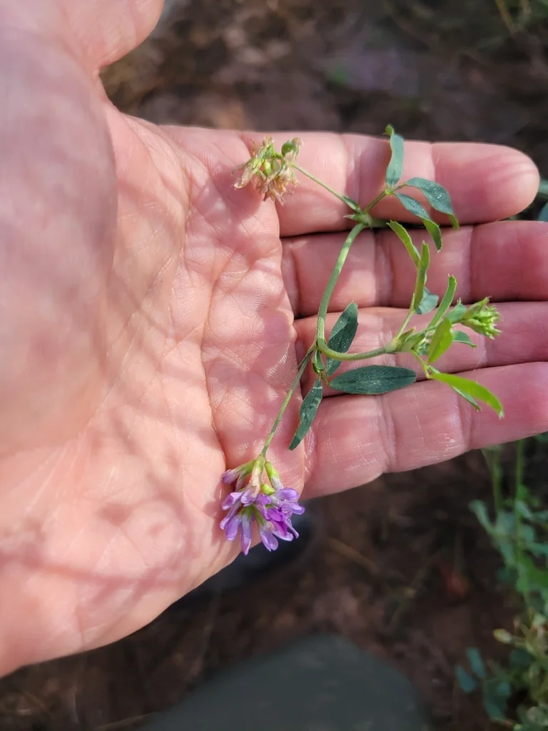 Medicago Sativa