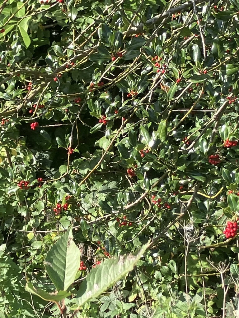 Ilex Aquifolium