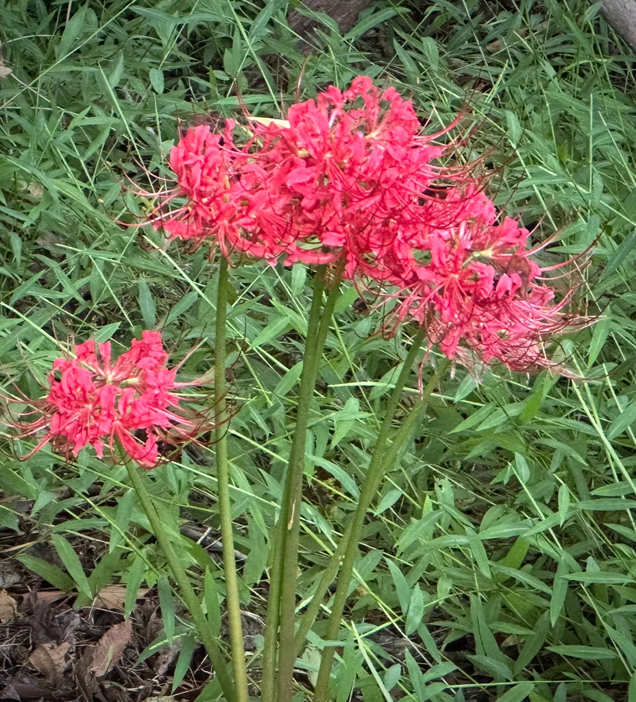Lycoris Radiata