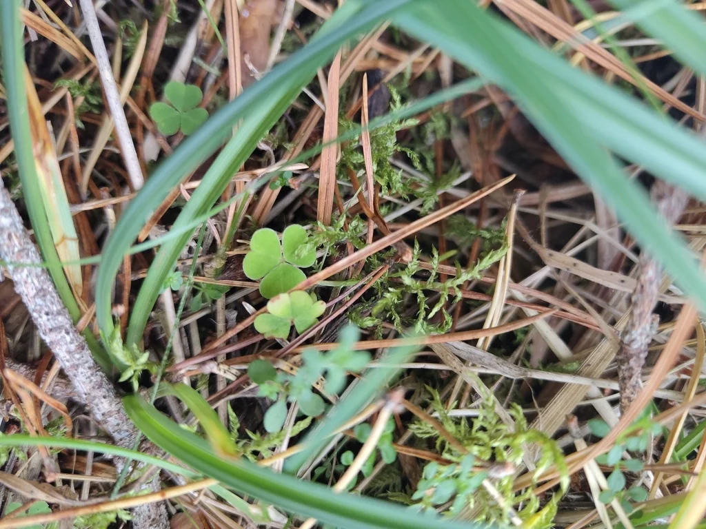 Oxalis Acetosella