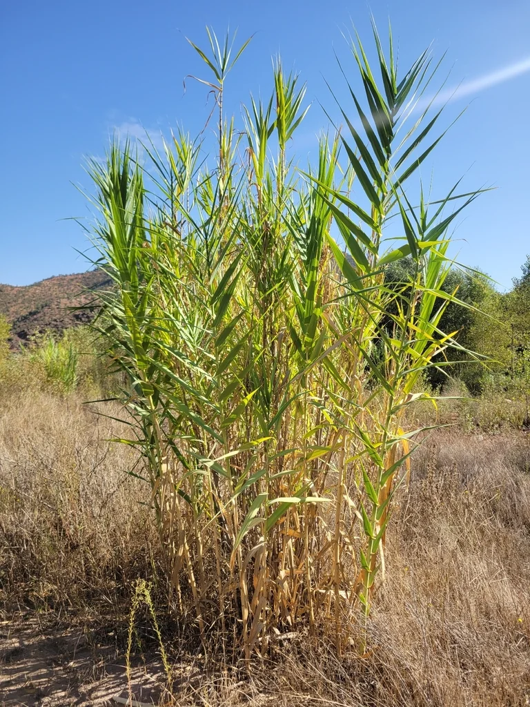Arundo Donax