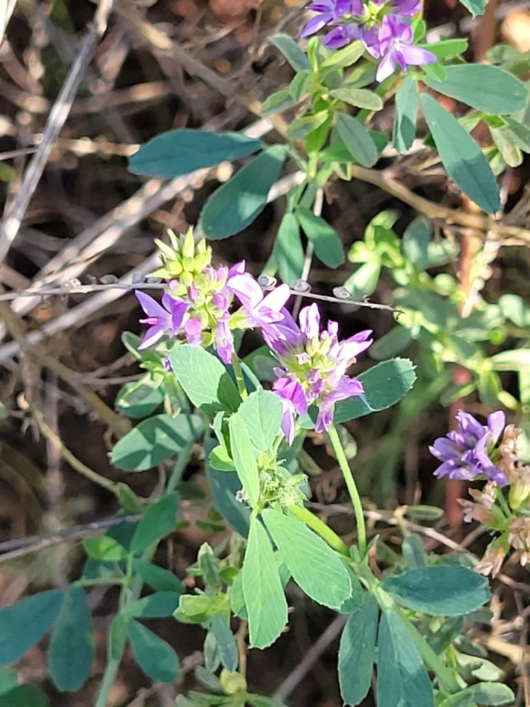Medicago Sativa