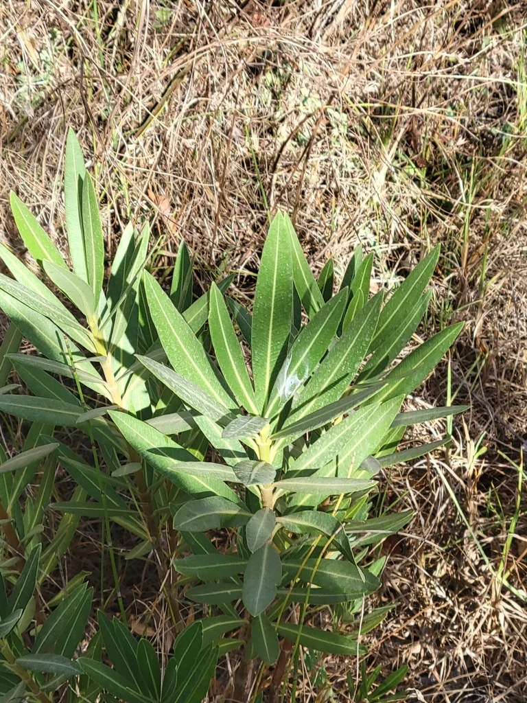 Nerium Oleander