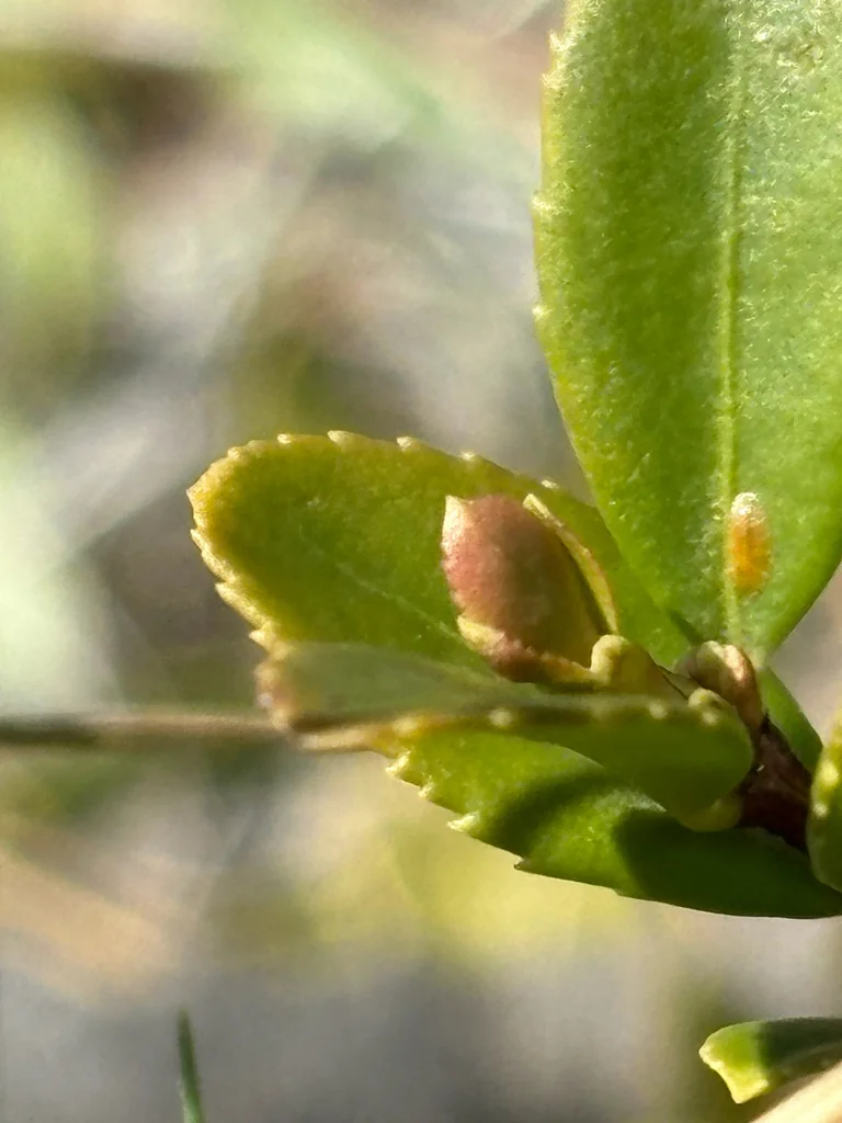 Paxistima Myrsinites