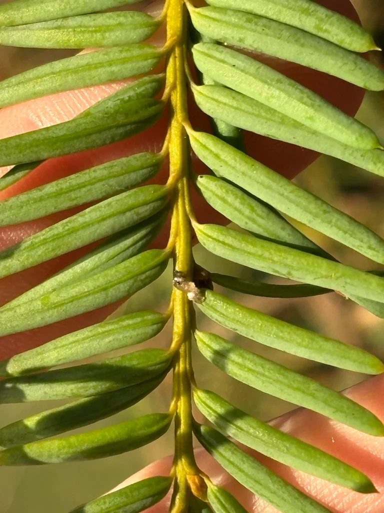 Taxus Brevifolia