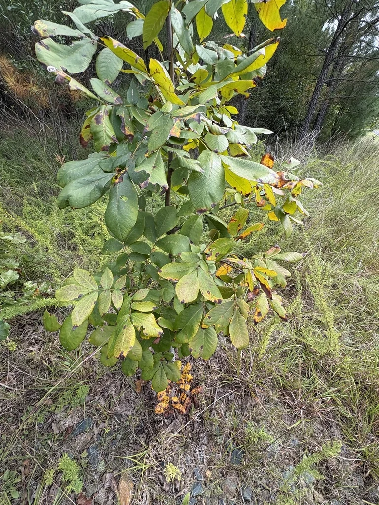 Carya Tomentosa
