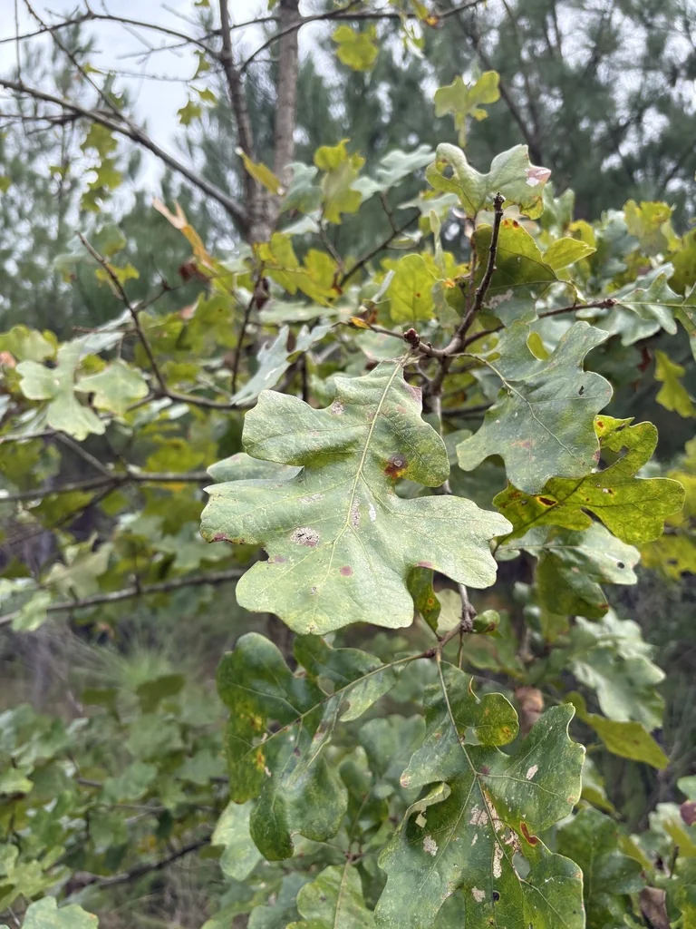 Quercus Stellata