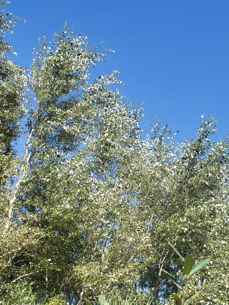 Populus Alba
