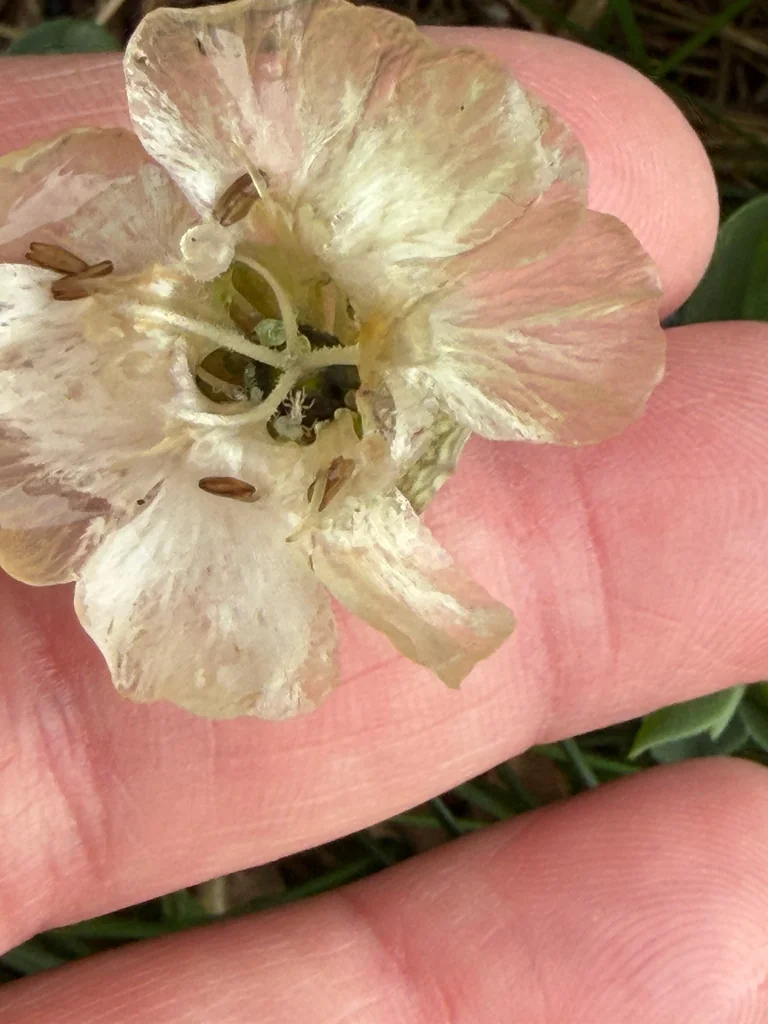 Silene Uniflora