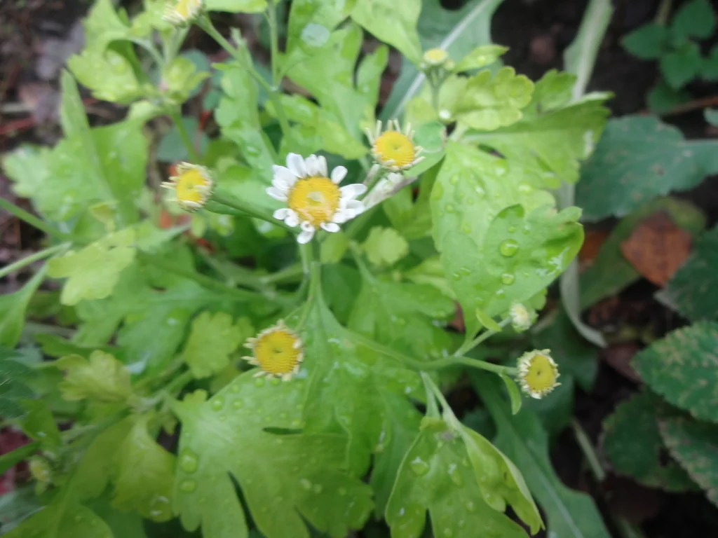 Tanacetum Parthenium