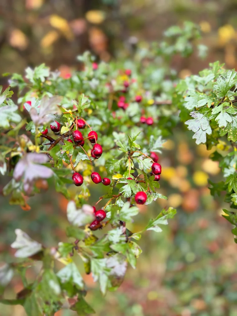 Crataegus Monogyna