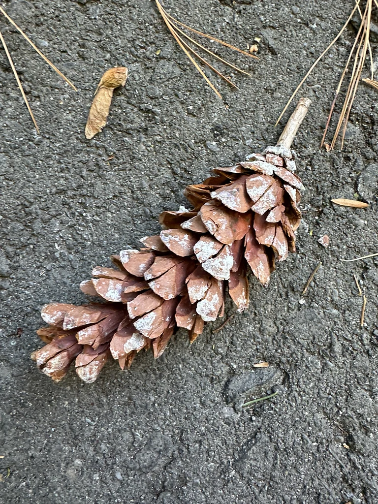 Pinus Strobus