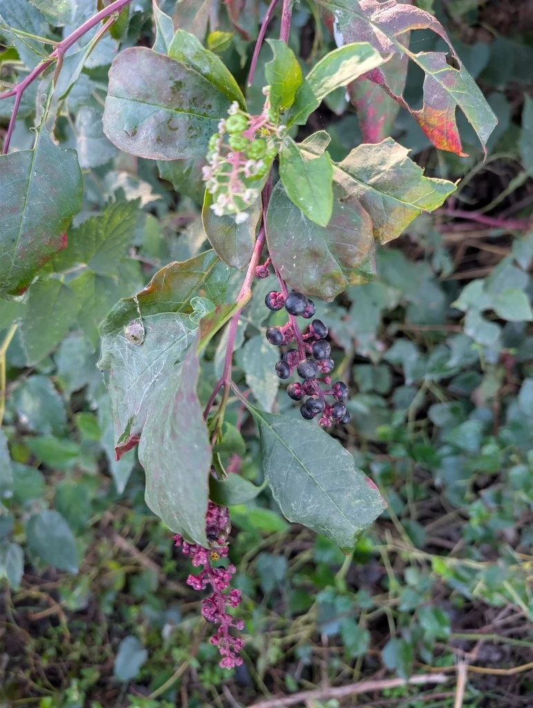 Phytolacca Americana