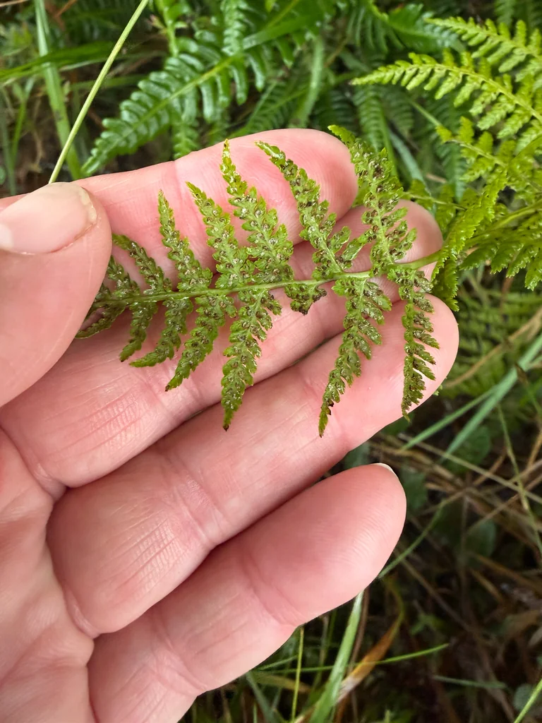 Athyrium filix-femina