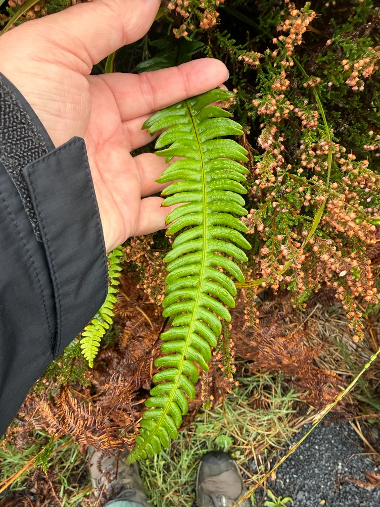 Blechnum Spicant