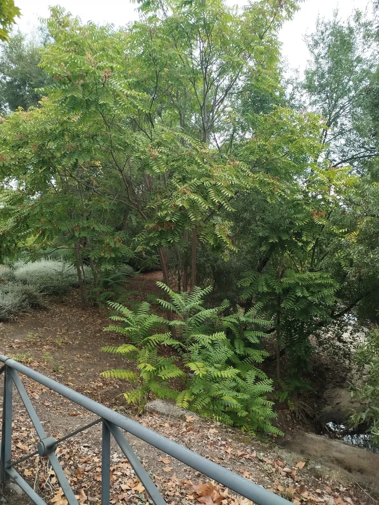 Ailanthus Altissima