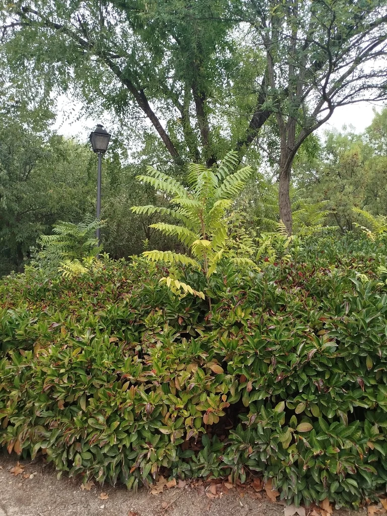 Ailanthus Altissima