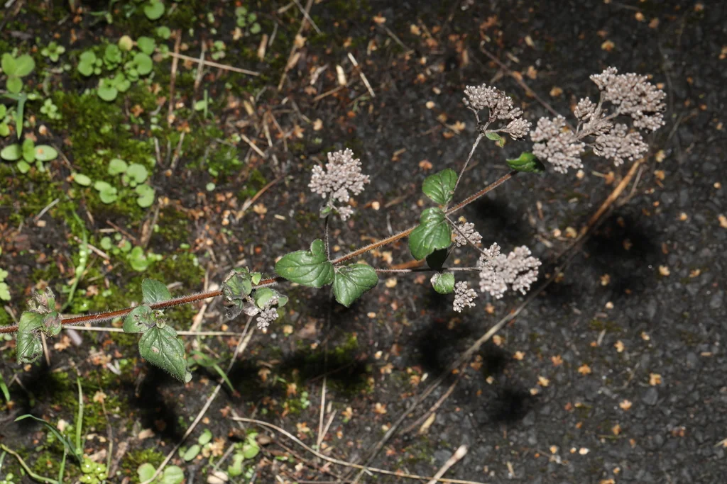 Origanum Vulgare