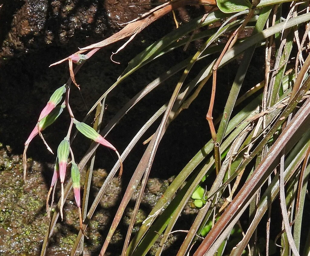 Billbergia Nutans