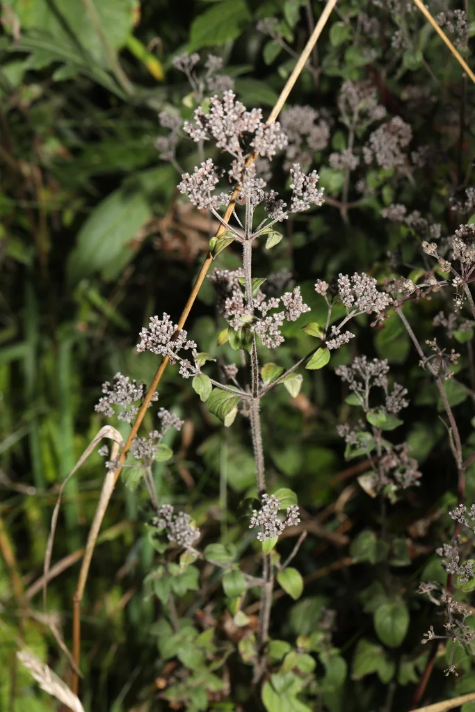 Origanum Vulgare
