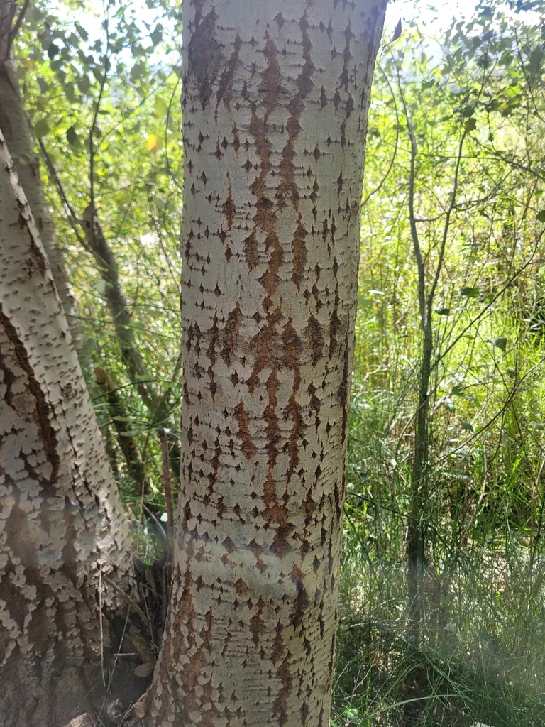 Populus Alba