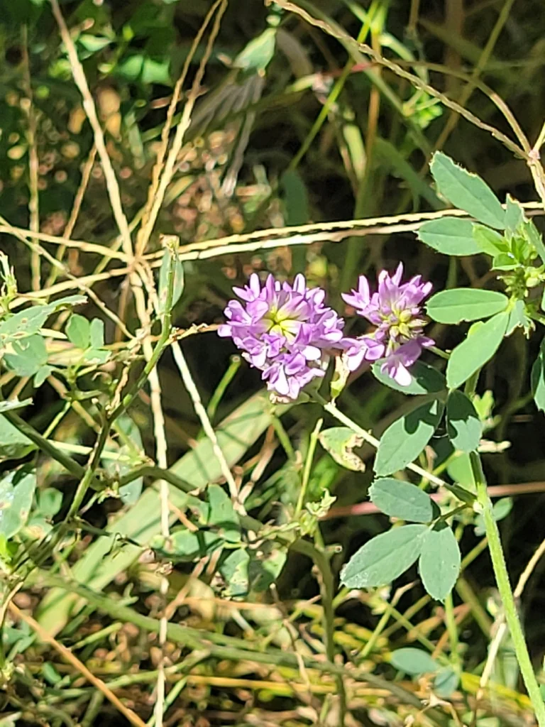 Medicago Sativa