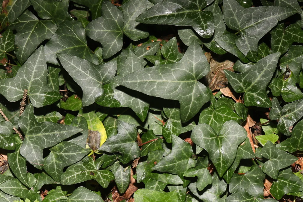 Hedera helix