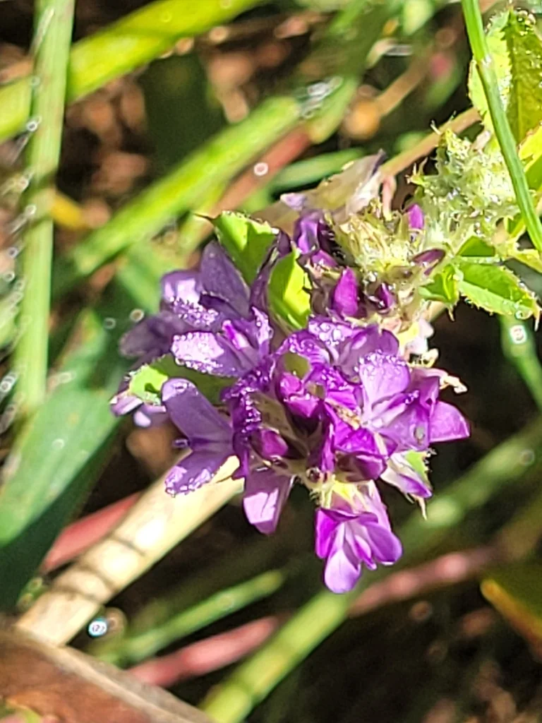 Medicago Sativa