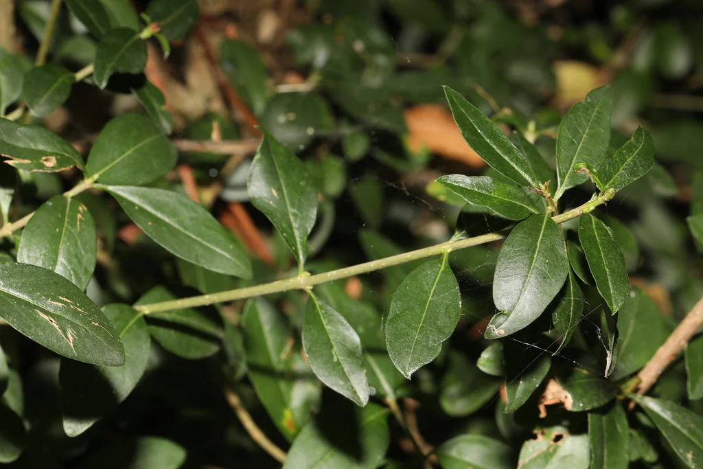 Ligustrum Ovalifolium